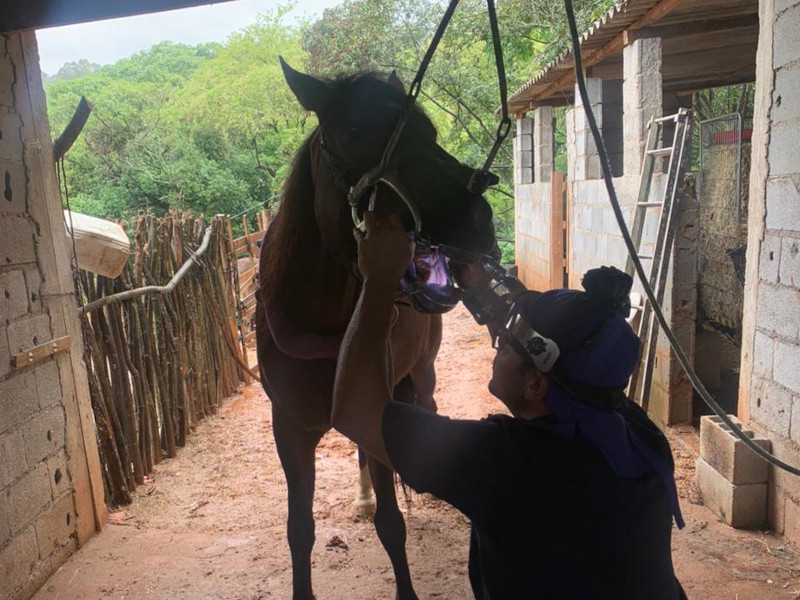 Dr. Denis R. Dalla atendendo um cavalo